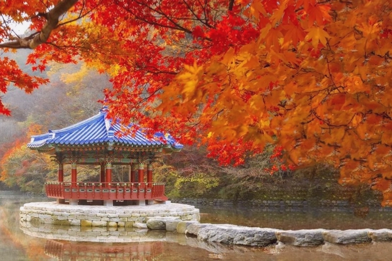 Mùa thu trên thành phố biển Busan với sắc lá vàng thơ mộng