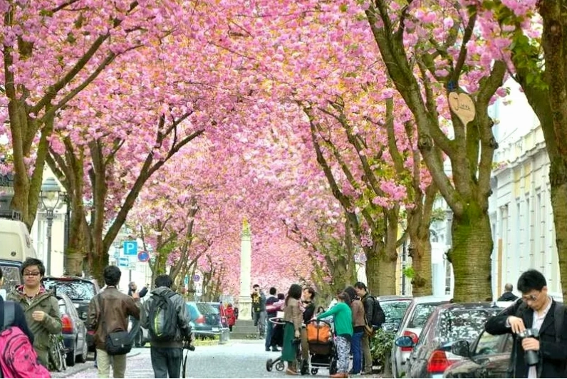 Mùa xuân tại Bonn với hoa anh đào nở rộ