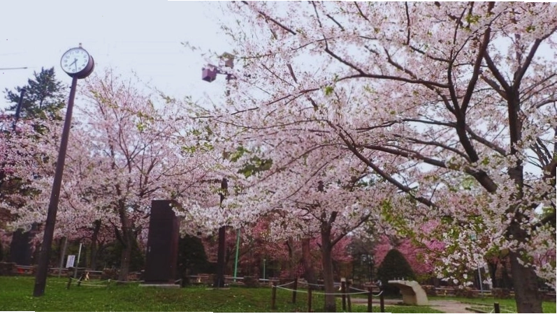 Mùa xuân tại Sapporo