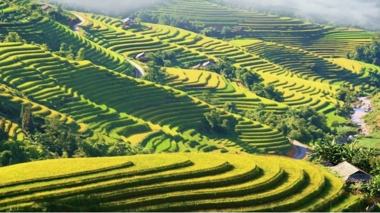 Ngắm Hà Giang vào mùa lúa chín tại Hoàng Su Phì