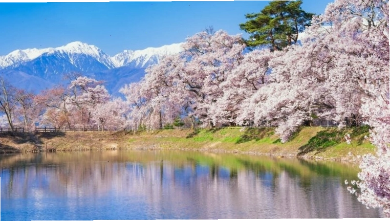 Ngắm hoa anh đào khi du lịch Nagano Nhật Bản