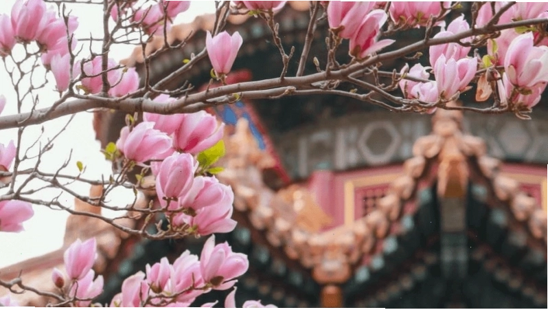 Ngự Hoa Viên tại Tử Cấm Thành với những loài hoa quý