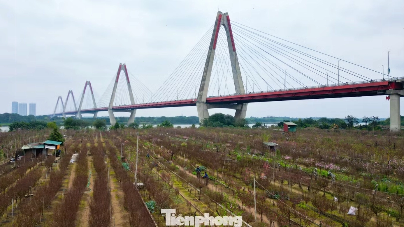 Người dân Hà Nội đi chợ đào Nhật Tân chọn hoa đón Tết Giáp Thìn