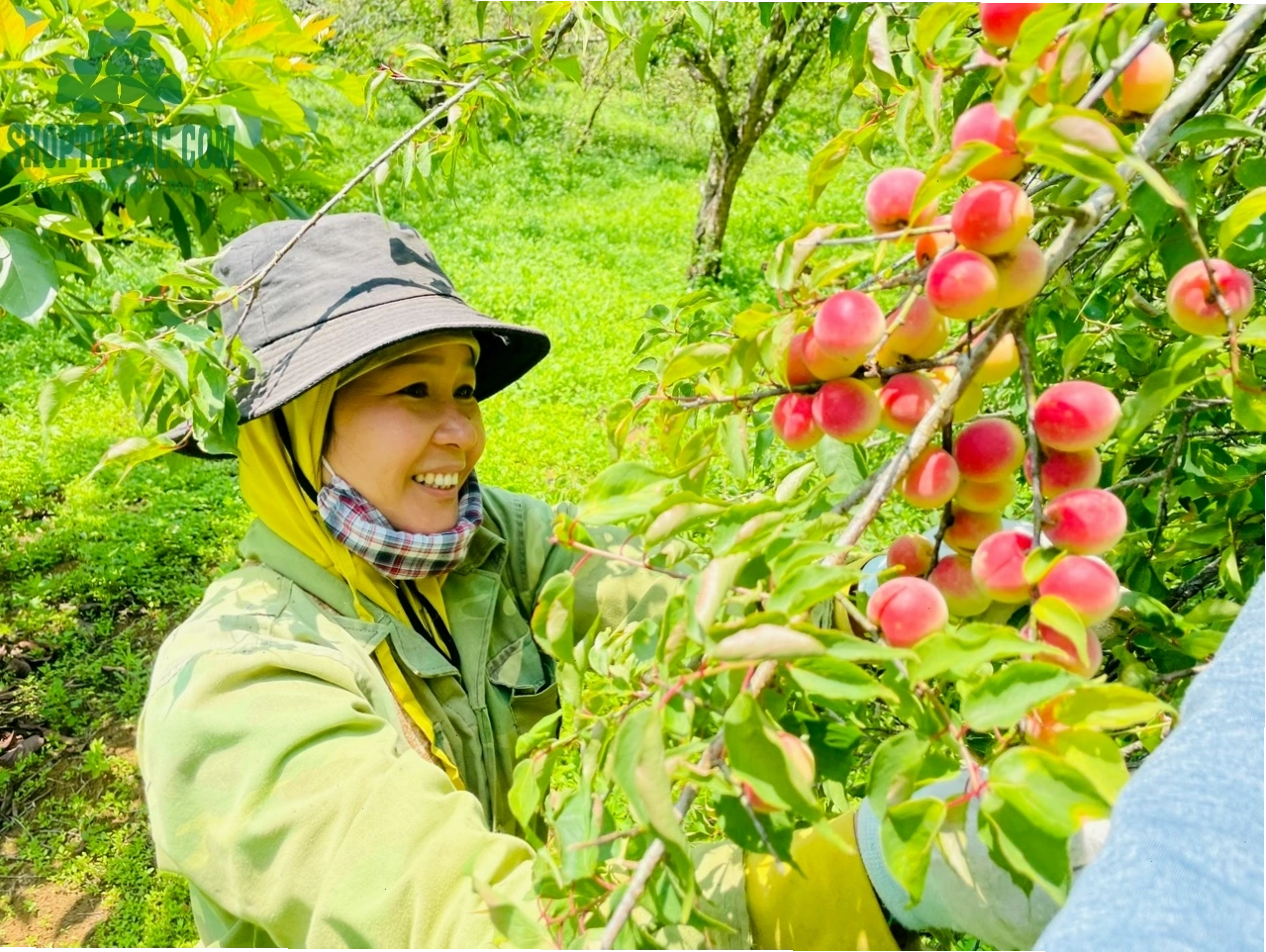 Người dân thu hái đào tại Mộc Châu