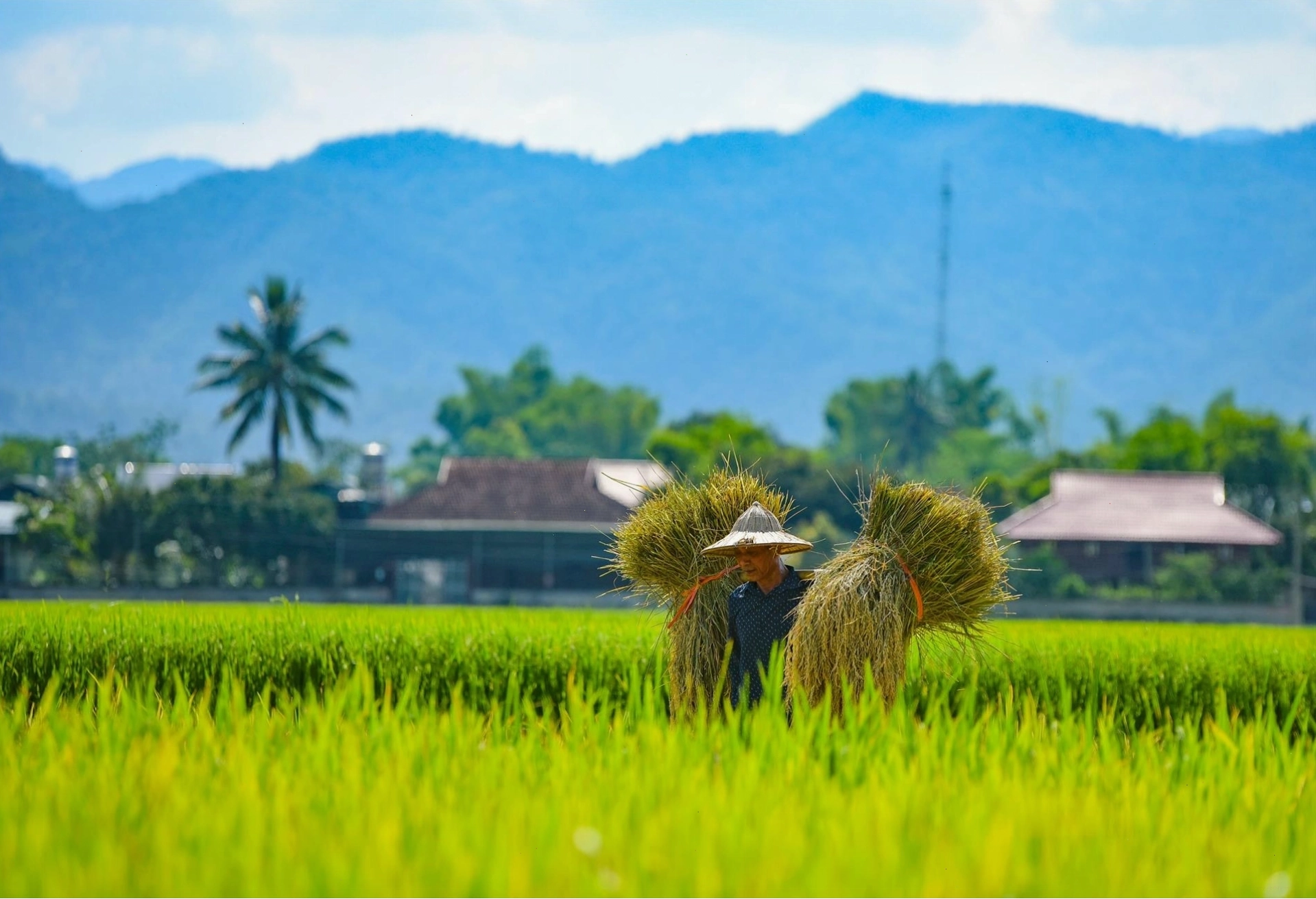 Người dân thu hoạch lúa trên cánh đồng Mường Thanh
