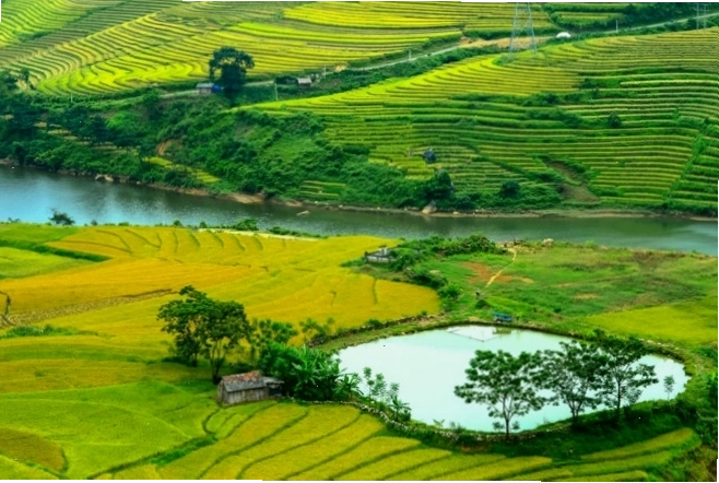 Người dân tộc đang thu hoạch lúa trên ruộng bậc thang