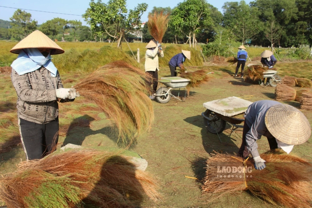 Người nông dân đập lá rễ bằng đá để thu hoạch rễ khô