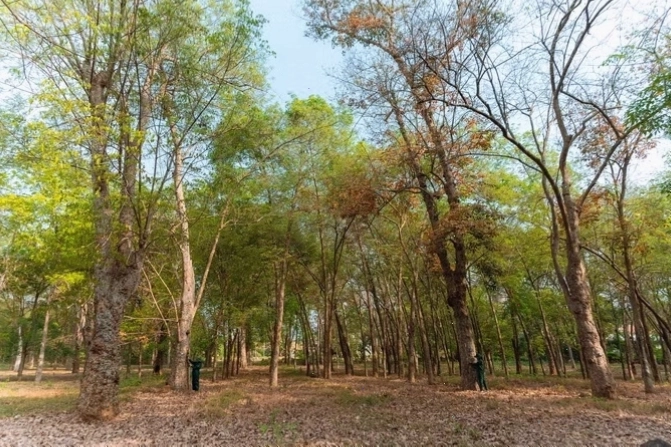 Người Pháp trồng thử nghiệm cây cao su tại Đồng Nai từ đầu thế kỷ 20 do thổ nhưỡng và khí hậu phù hợp.