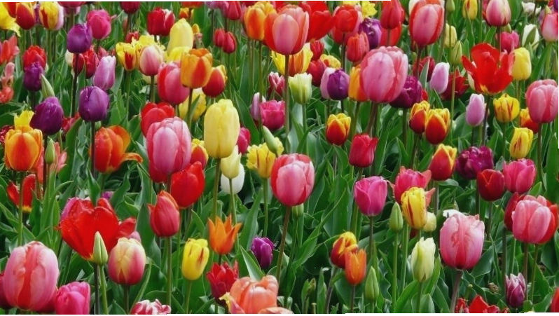 Nguồn gốc và ý nghĩa hoa tulip theo từng màu sắc khác nhau