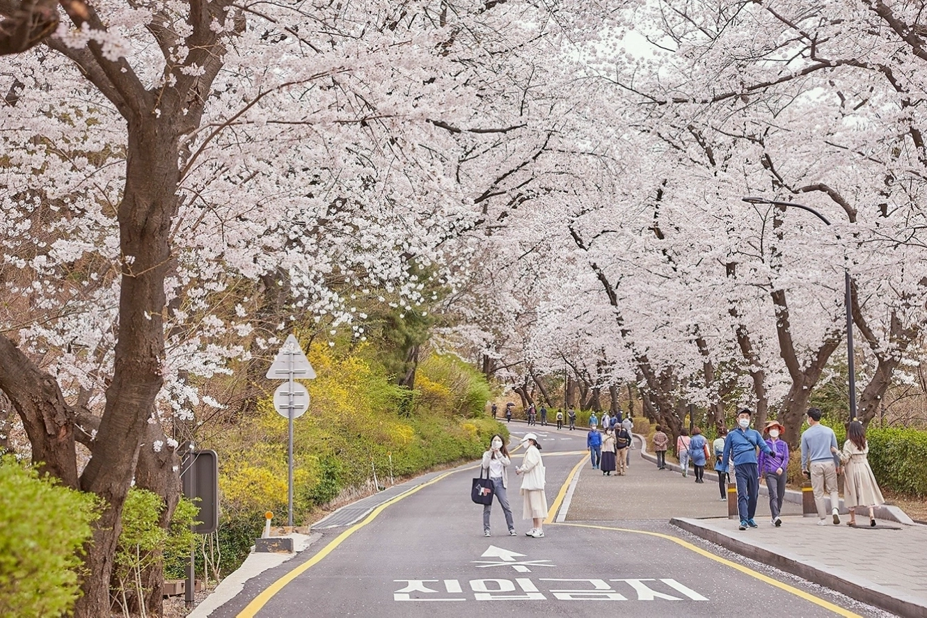Nhiệt độ Hàn Quốc mùa hoa anh đào từ 8°C đến 15°C