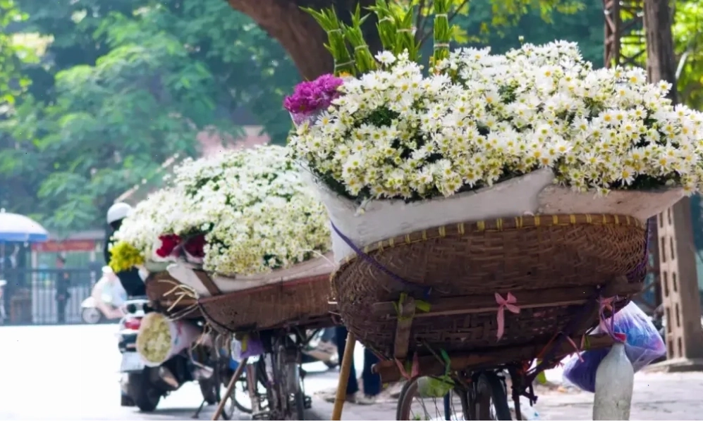 Nhiều du khách tìm đến vườn cúc họa mi để chụp ảnh