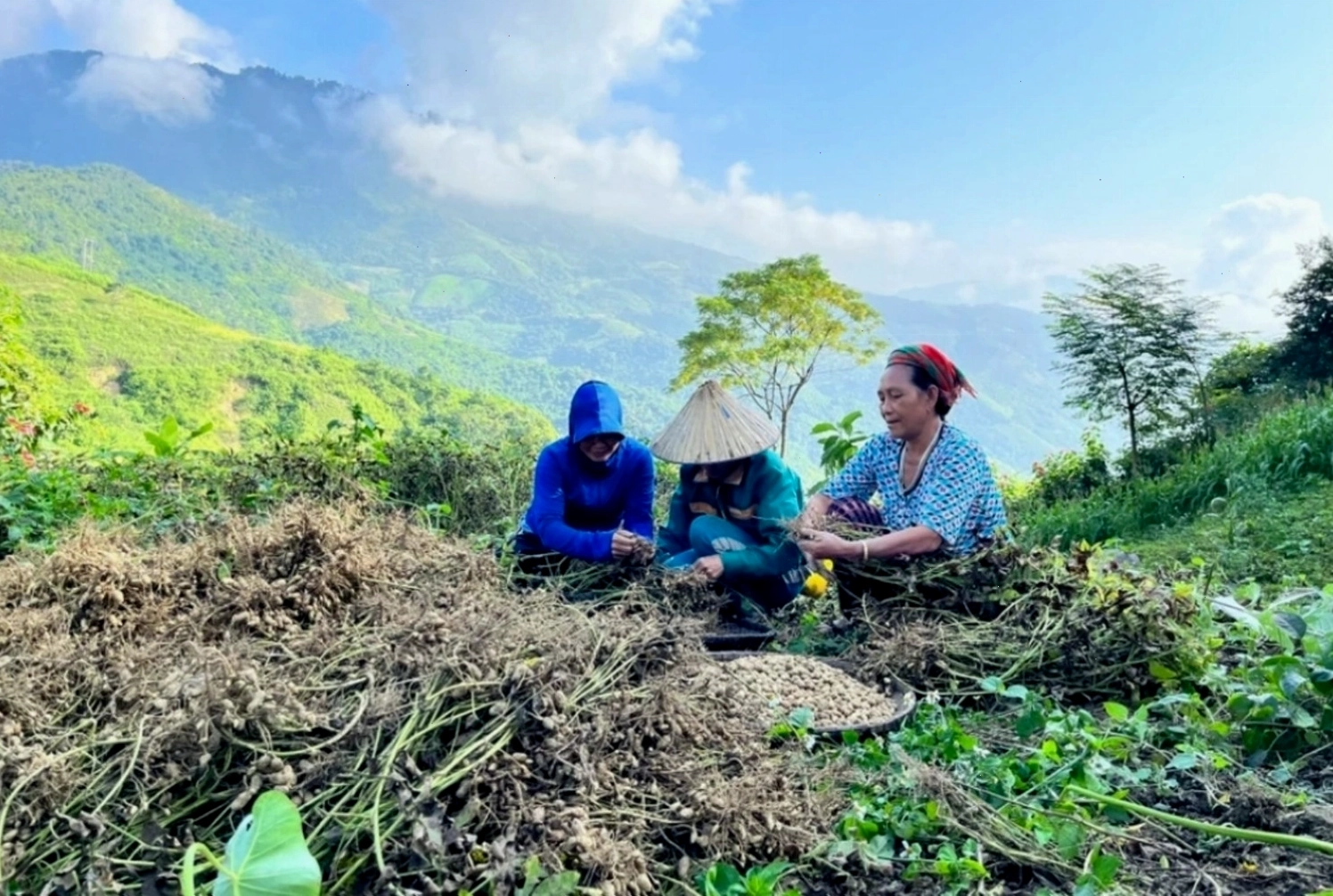 Những cánh đồng lạc nở hoa vàng rực trên đỉnh Trường Sơn tại Nậm Cắn