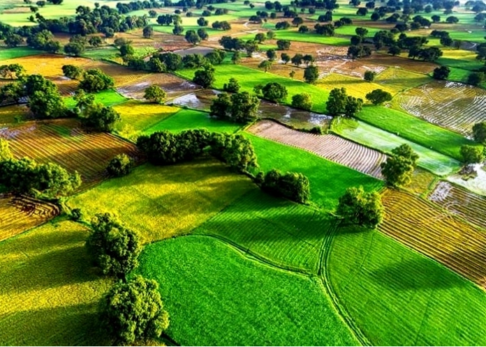 Những cánh đồng lúa miền tây xinh đẹp tại Long An