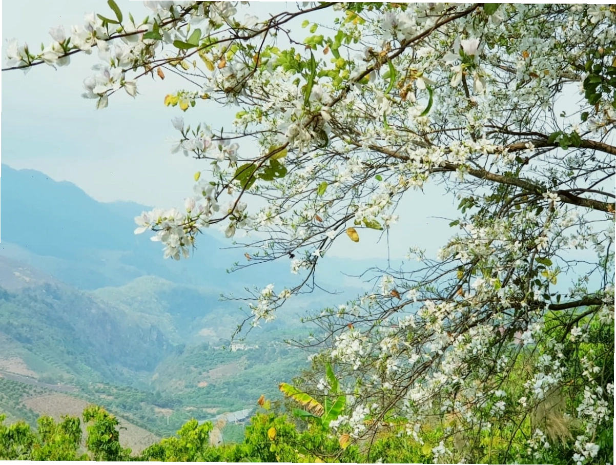 Những cành Hoa ban Mộc Châu nở rực, buông mình xuống đẹp tuyệt vời