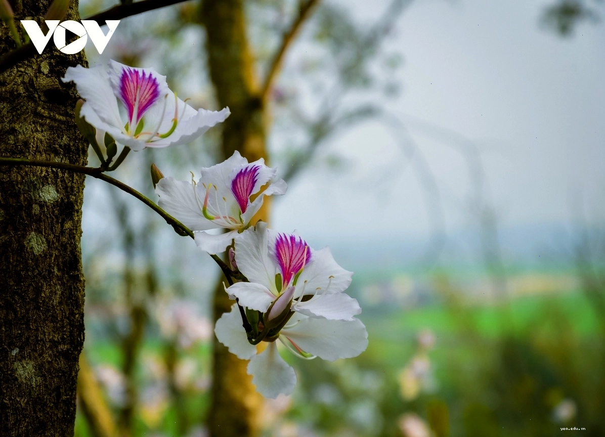 Những cành hoa ban trắng rung rinh trong gió