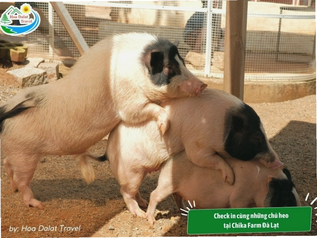 Những chú heo đáng yêu ở Chika Farm Đà Lạt
