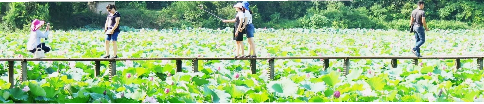 Những chú khỉ thân thiện trong rừng Đầm Long