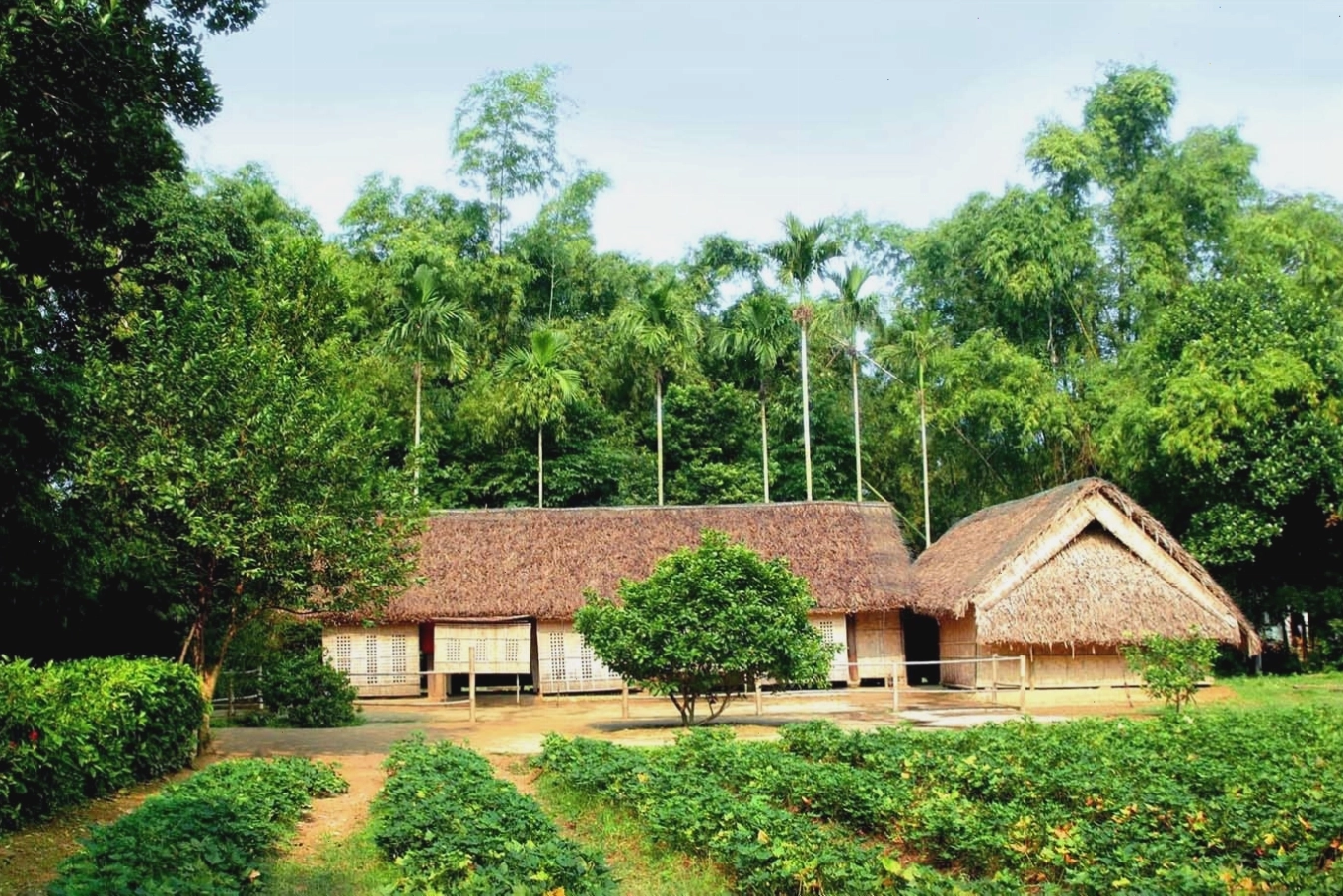 Những đảo chè xanh mướt trên hồ tại Thanh Chương