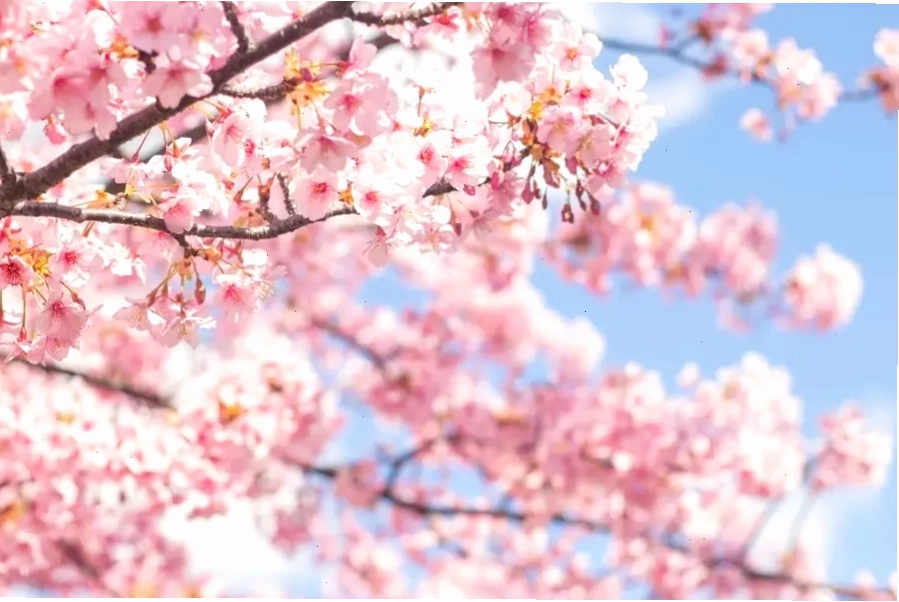 Những đóa hoa anh đào màu hồng xinh đẹp trên nền trời xanh tại Tokyo | Mùa hoa anh đào Nhật Bản