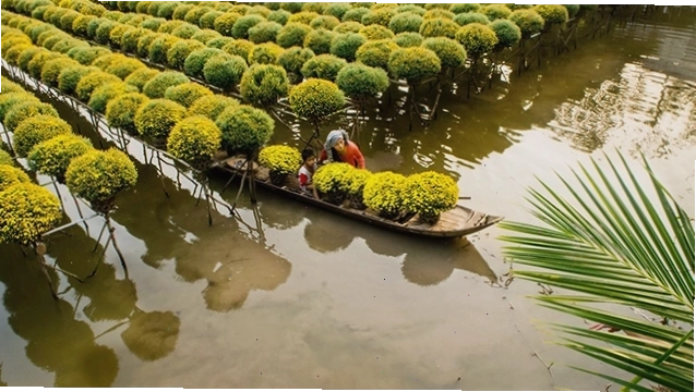 Những luống hoa cúc vàng rực rỡ tại Làng hoa Sa Đéc