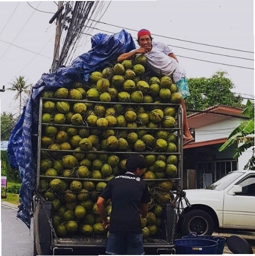 Những trái dừa tươi ngon tại Thái Lan