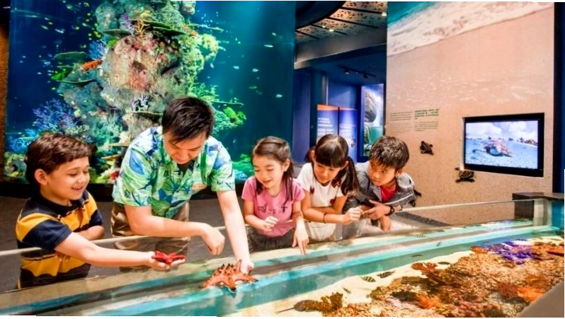 Những trải nghiệm độc đáo chỉ có tại Sea Aquarium