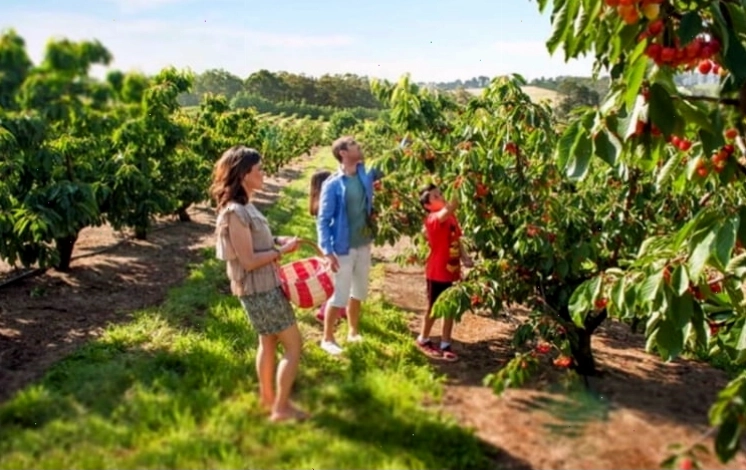 Những vườn trái cây tươi mát tại Bacchus Marsh