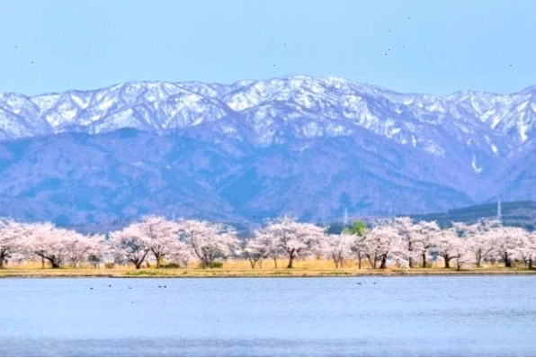 Niigata Nhật Bản nổi tiếng với những cánh đồng lúa xanh mướt