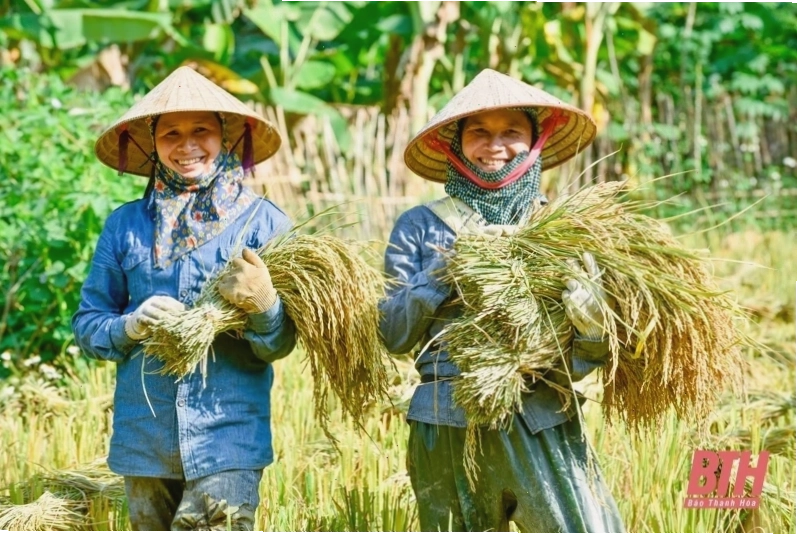 Nông dân thu hoạch lúa trên cánh đồng quê
