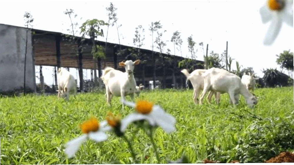 Nông trại dê trắng Ba Vì