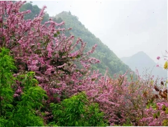 Núi Đôi Quản Bạ với vẻ đẹp kỳ vĩ