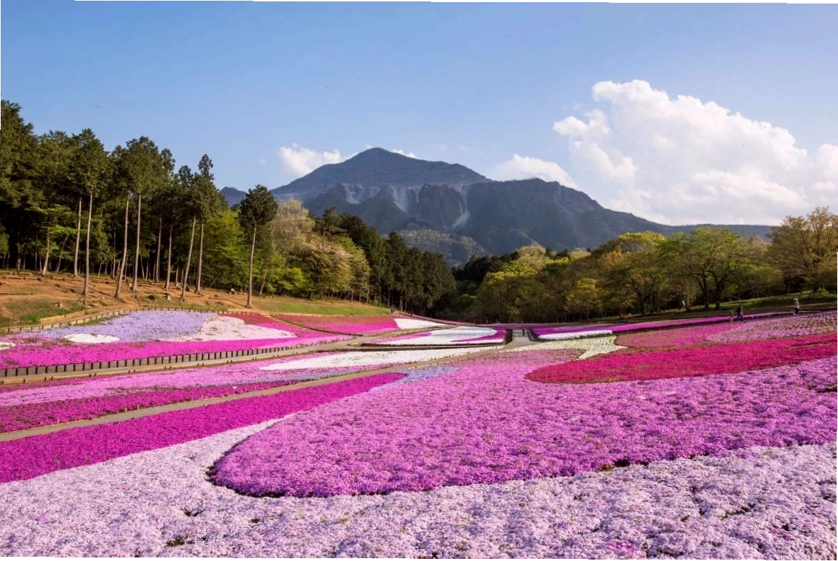 Núi Phú Sĩ hùng vĩ nhìn từ Lễ hội Fuji Shibazakura