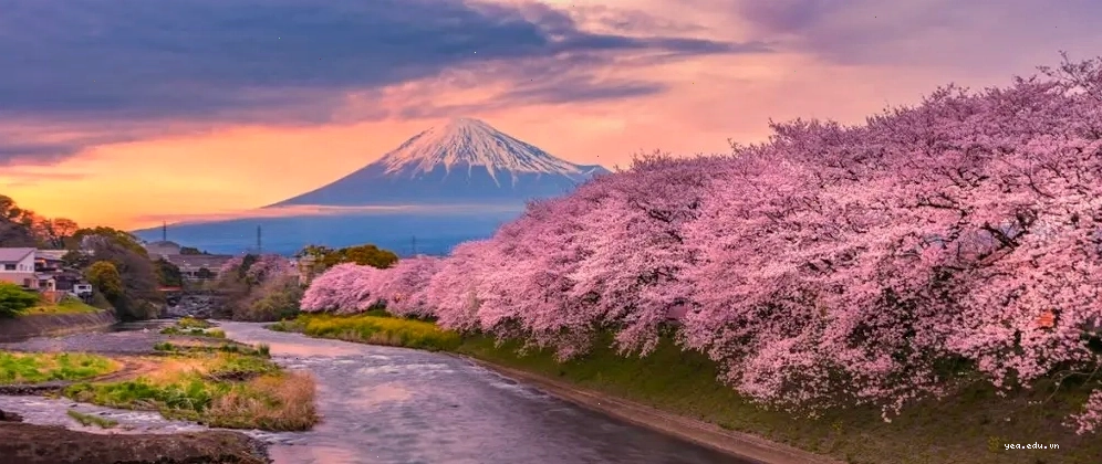 Núi Phú Sĩ vào mùa hoa anh đào Nhật Bản lúc hoàng hôn