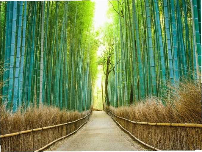 Núi Yoshino rực rỡ sắc hoa anh đào