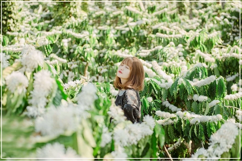 Ong hút mật trên những bông hoa cà phê trắng ngần