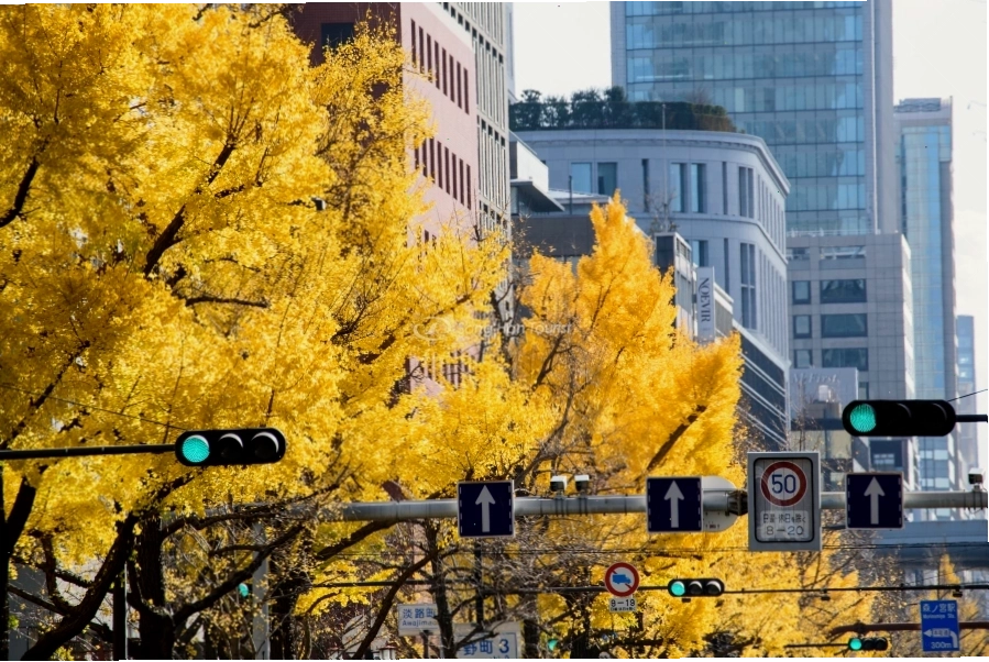 Osaka hiện đại nhưng không kém lãng mạn bởi hàng cây rẻ quạt