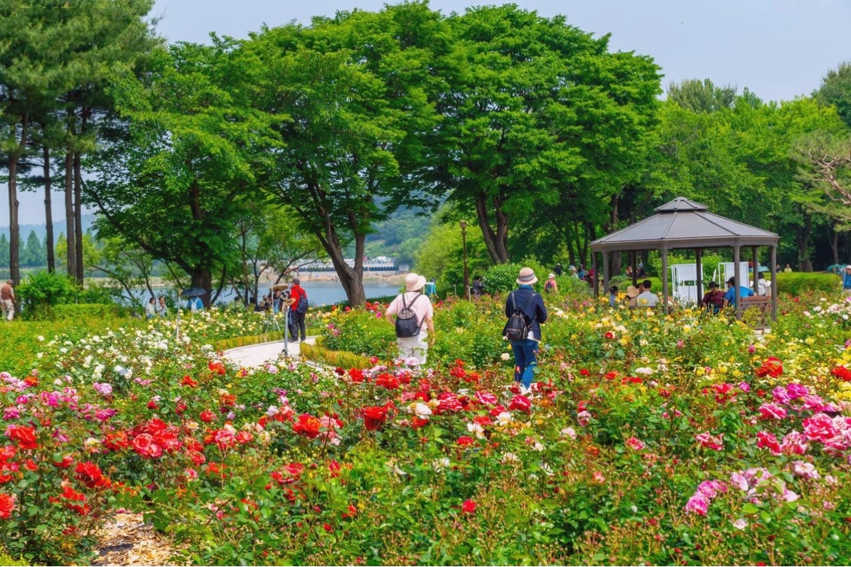 Phố Yeonnam-dong rực rỡ sắc hoa hồng trong lễ hội tháng 5