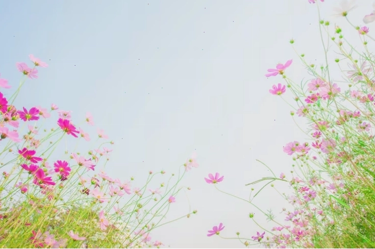 Photo cánh đồng hoa cosmos trên nền trời xanh