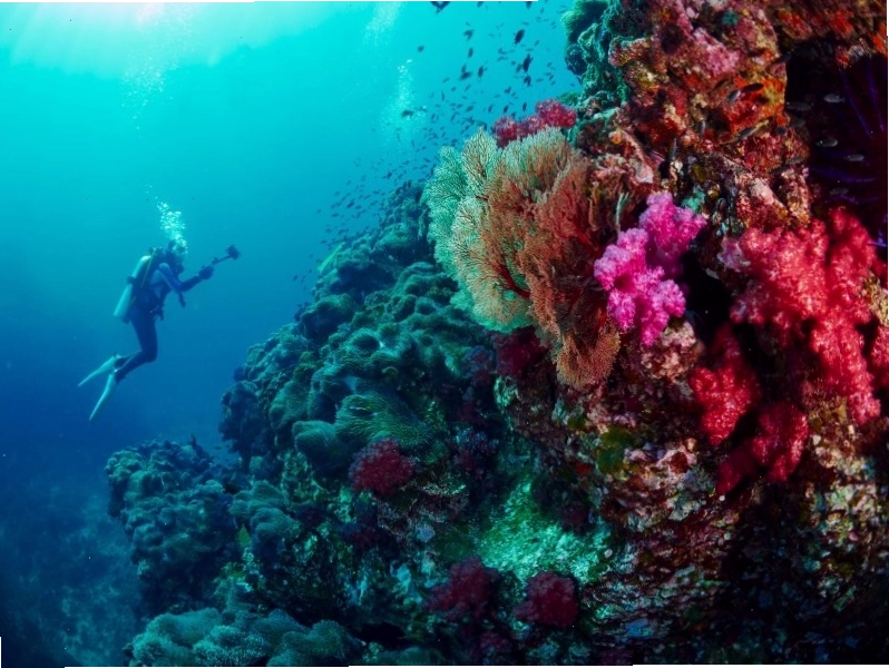 Quần đảo Similan, Thái Lan với rặng san hô tuyệt đẹp