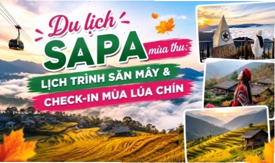 Quang cảnh một vườn mận rộng lớn tại Mộc Châu