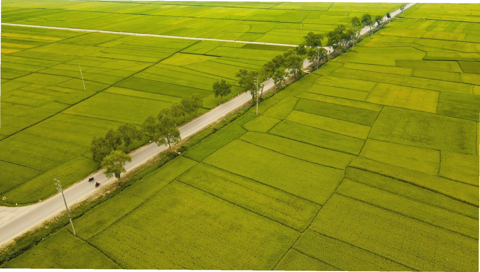 Quốc lộ 279 chạy xuyên qua cánh đồng Mường Thanh