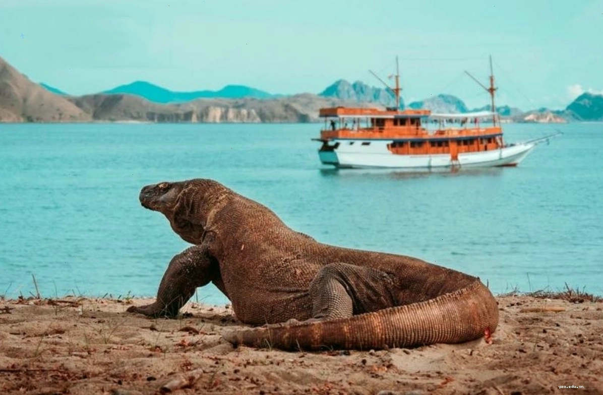 Rồng Komodo và rạn san hô tuyệt đẹp tại quần đảo Komodo, Indonesia