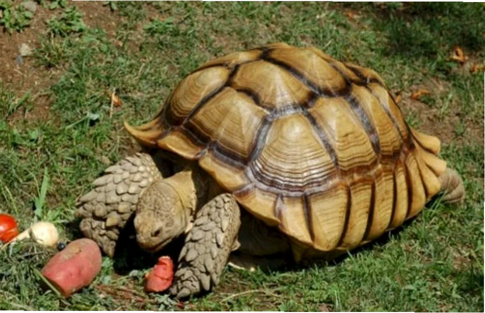 Rùa cạn Sulcata khổng lồ tại ZooDoo Ninh Thuận