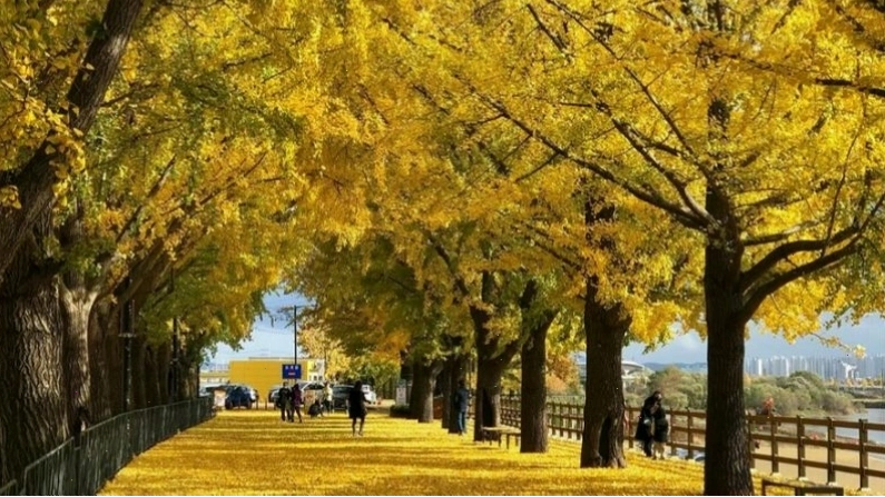 Rừng bạch quả Hongcheon ngập tràn sắc vàng
