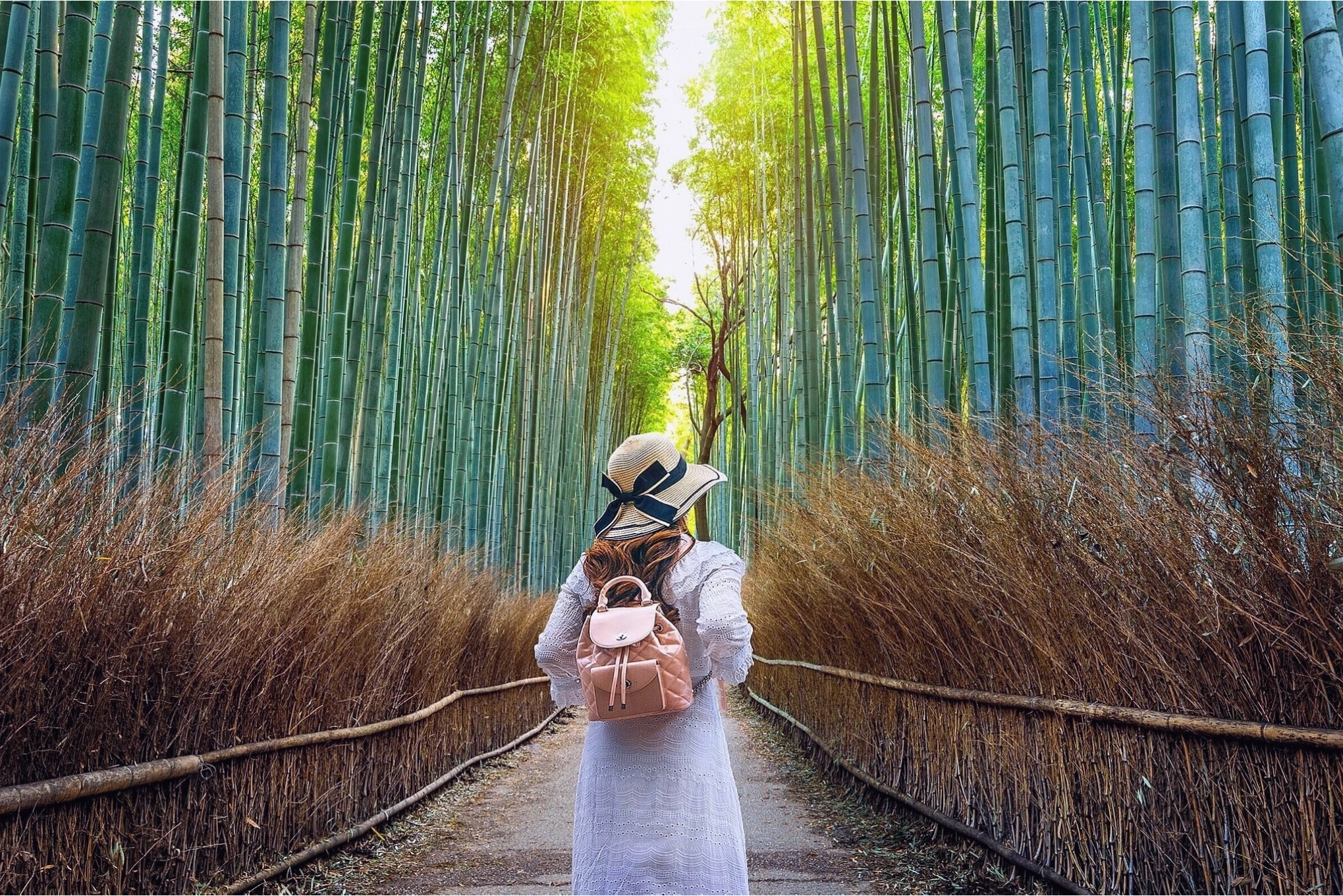Rừng Shiratani Unsuikyo huyền ảo trên đảo Yakushima
