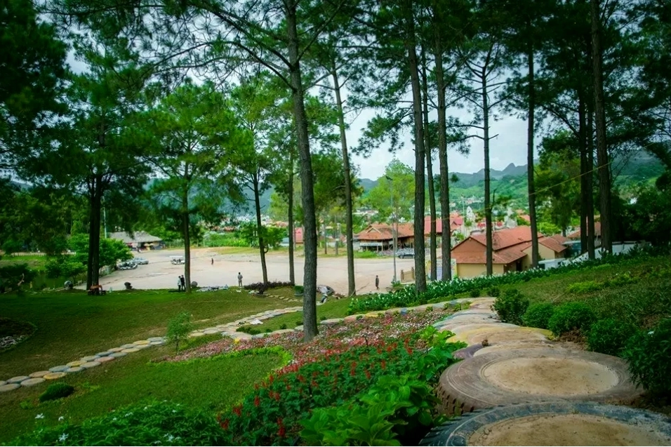 Rừng thông bản áng mộc châu sơn la với không khí trong lành