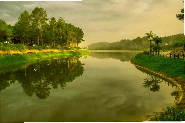 Rừng Thông Bản Áng Mộc Châu