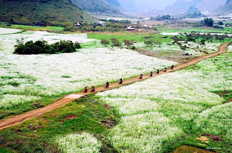 Rừng thông Bản Áng Mộc Châu