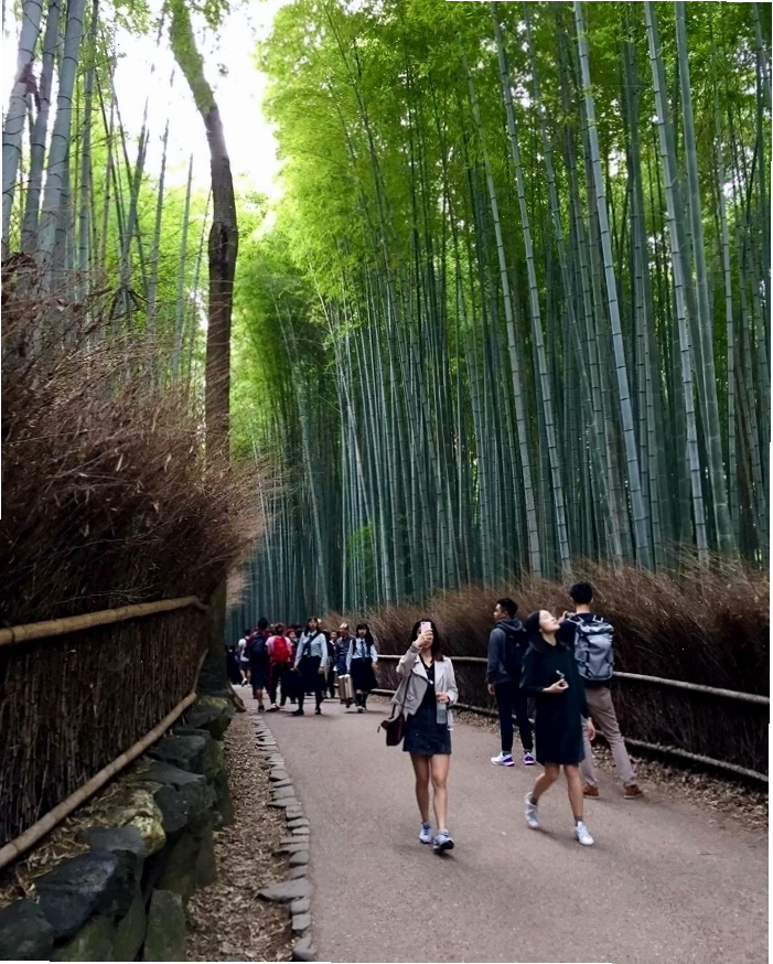 Rừng tre Arashiyama được bao quanh bởi bạt ngàn tre trúc, khiến bạn như lạc bước vào một thế giới khác.