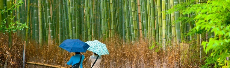 Rừng Trúc Arashiyama Nhật Bản Biểu Tượng Thanh Tịnh Của Kyoto